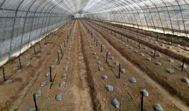 greenhouse-micro-sprinkler-irrigation