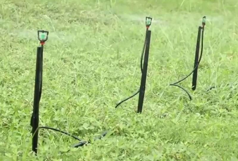 lawn-micro-sprinkler-irrigation-on-spike