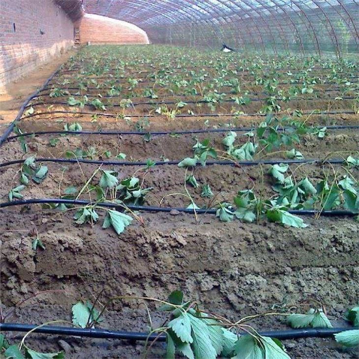 Farm Drip Irrigation System Design